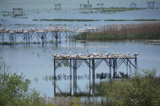 MANYAS KUŞ CENNETİ MİLLİ PARKI'NDA KULUÇKA HEYECANI