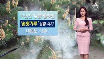 [날씨]내일 비 내리며 기온 뚝…송홧가루 기승