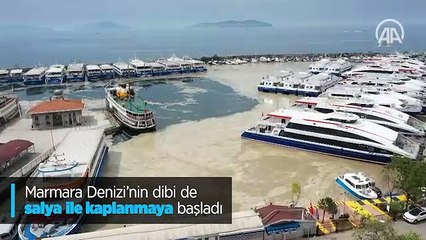 Marmara Denizi'nin dibi de salya ile kaplanmaya başladı