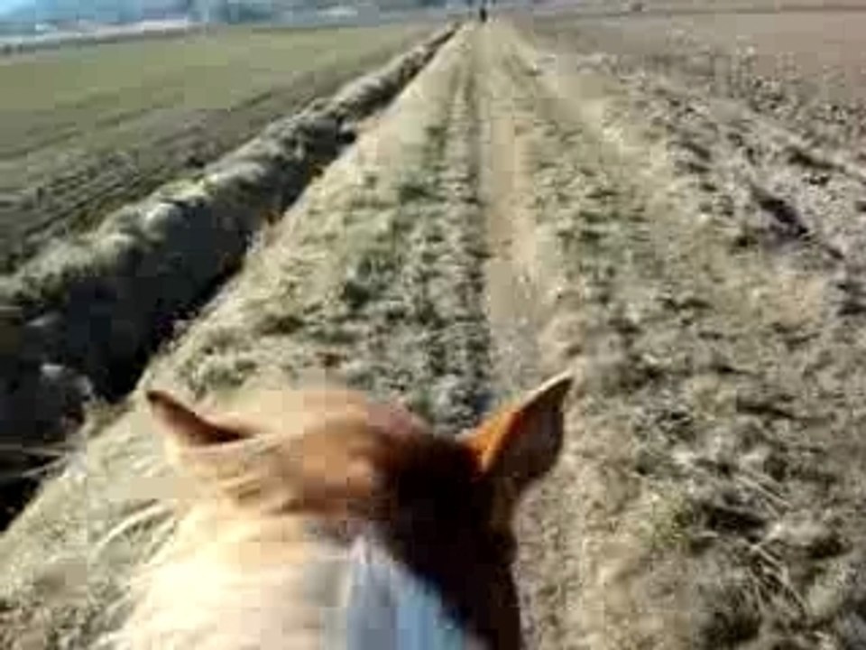 galop derriere opium