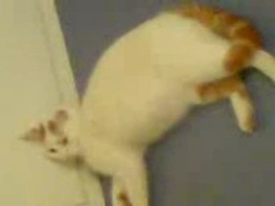 TOMY mon chat 1