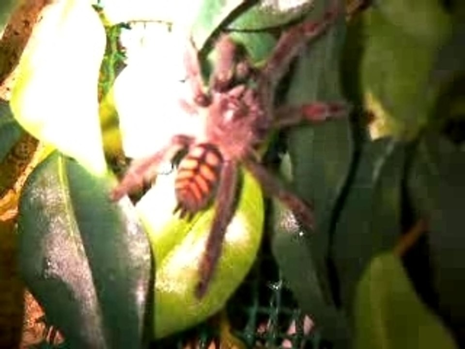 Ma Psalmopoeus Irminia juvenile