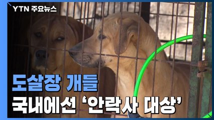 '식용견' 낙인 도살장 개들, 해외에선 '환영'·국내선 '안락사 대상' / YTN