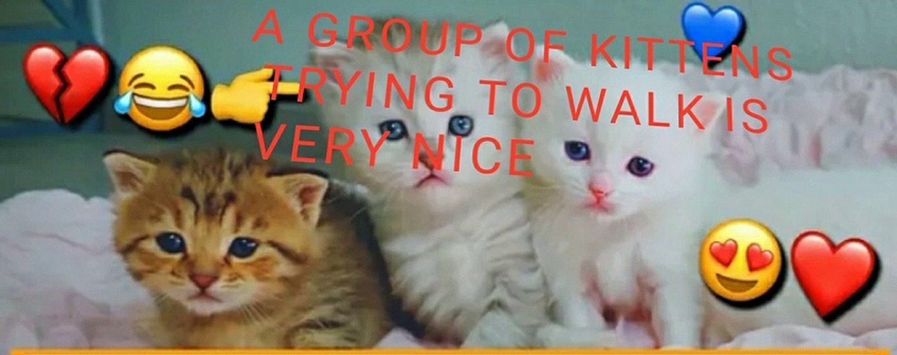 A group of kittens trying to walk is very nice