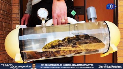 Crean un maletín que permite llevar peces vivos | La buena noticia