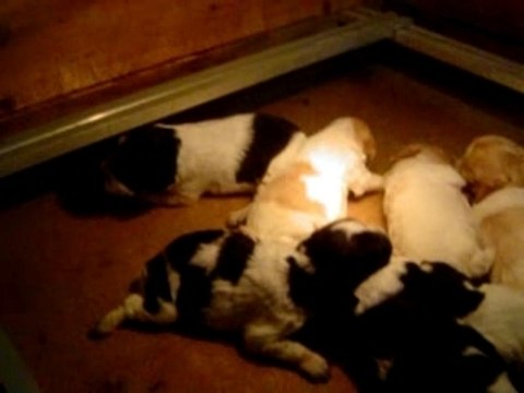 Chiots Epagneul Breton