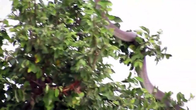 Ce serpent s'est réfugié dans un arbre pour échapper à une mangouste