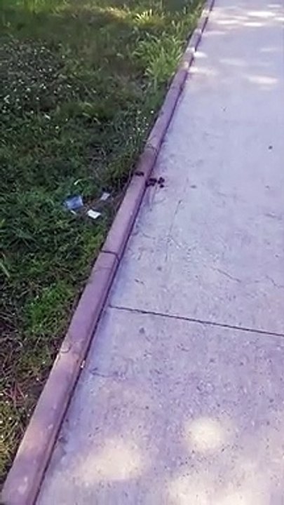 Andria: feci in villa comunale