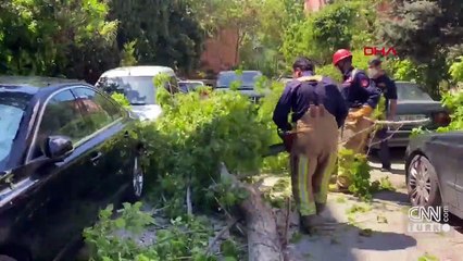 Devasa ağaç rüzgara dayanamadı