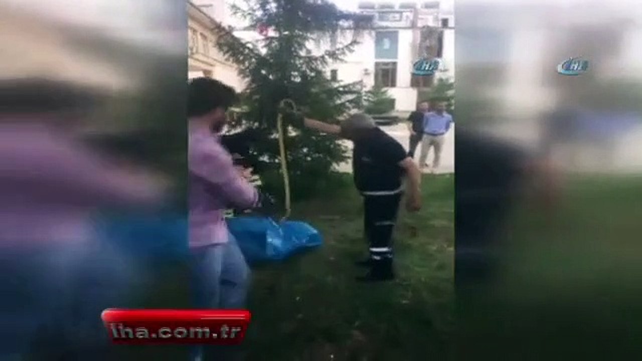 Ağaca tırmanan yılanı itfaiye ekipleri yakaladı