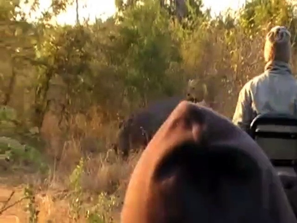 Ferocious Lion attacks Buffalo