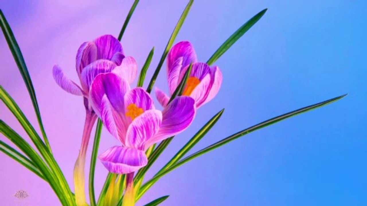 Spring Flowers Blooming Time Lapse With Relaxing Music In 4K 2021