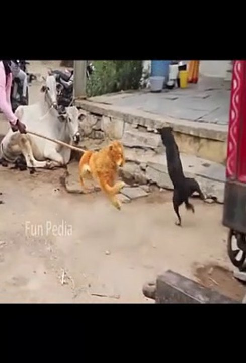 Strange reaction !!! When a fake lion comes out in front of a running dog