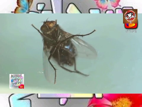 هل تعلم لماذا ضرب الله المثل بالبعوضة للكفار في القرآن، أسرار مذهلة اكتشفوها تحت المجهر! سبحانك يارب