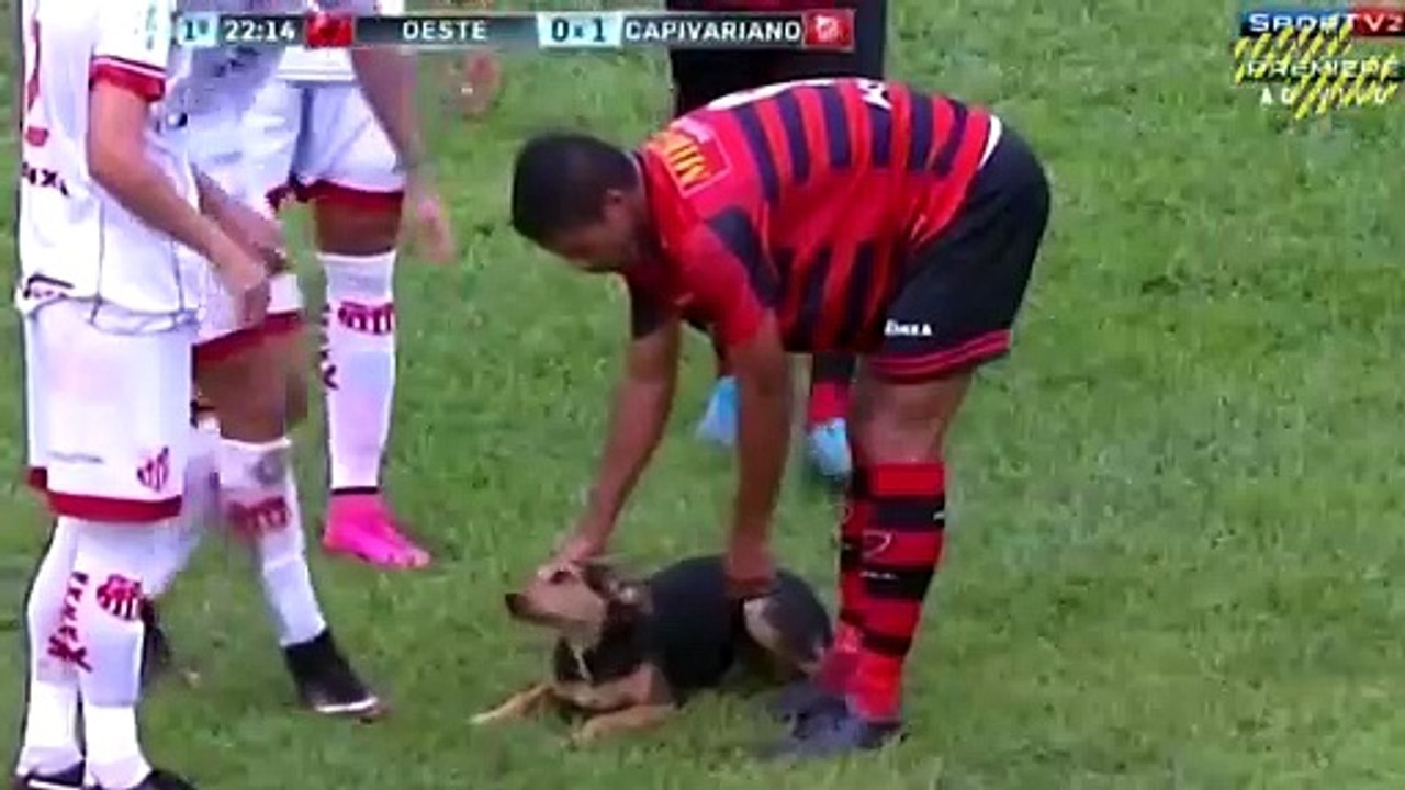 20 EPIC MOMENTS WITH ANIMALS IN SPORTS