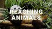 Top6 Pandas Eating Bamboo | Asmr