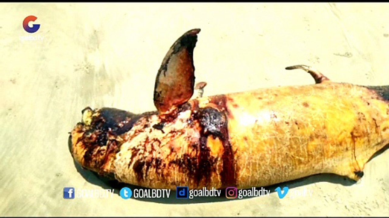 টেকনাফ সৈকতে এবার ভেসে এলো মৃত ডলপিন