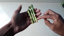 How To Grow Lucky Bamboo From Cuttings