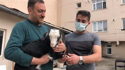 SAHİPLENDİKLERİ KEÇİ İLE YAVRUSUNU BAHÇELERİNDE BESLİYORLAR