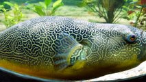 Pufferfish facts a fish with a poisonous liver  Animal Fact Files