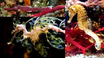 Leafy Sea Dragon facts the marine emblem of South Australia  Animal Fact Files
