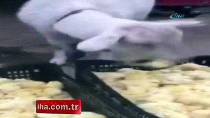 Bu keçi çatır çatır civciv yiyor!