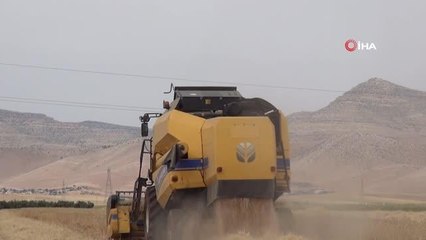 Kuraklık kendini iyiden iyiye göstermeye başladı: Geçen sene 12 ton ürün alınan araziden bu sene 2 ton mahsul alındı