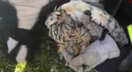 Arezzo - Liberato gufo impigliato in una recinzione (10.05.21)