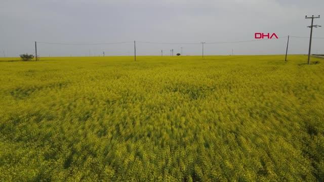 AZ SU TÜKETEN KANOLA, TUZ GÖLÜ HAVZASININ GÖZDESİ OLDU