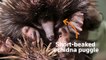 Australian zoo welcomes rare echidna puggle