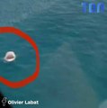 Un requin sort de l’eau alors qu’un hélicoptère survole la mer au même moment