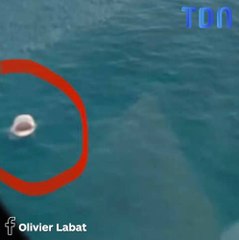 Un requin sort de l’eau alors qu’un hélicoptère survole la mer au même moment