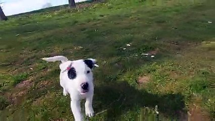 Parsons Terrier puppy, Tony, is missing from his Northamptonshire home