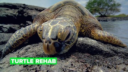 A luxurious turtle resort