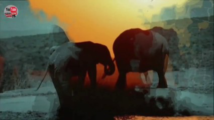 they kill elephants uccidono elefanti