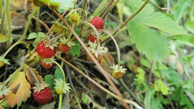 Saatlerce emek verilerek toplanan dağ çileğinin kilosu 200 liradan satılıyor