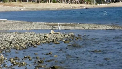 Bodrum'da "küçük ak balıkçıl" avlanırken görüntülendi