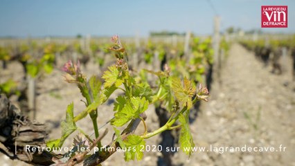 Des vins puissants et raffinés à Saint-Julien en 2020