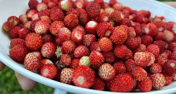 Dört saatte bir kilo toplanabilen çileğin kilosu 200 TL