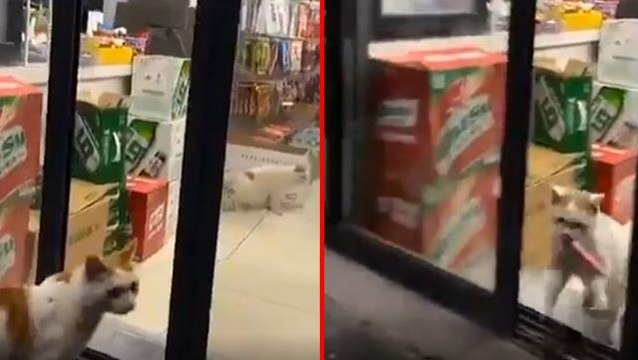 Organize kedi çetesi marketi böyle soydu: Biri gözetledi, diğeri işi haletti