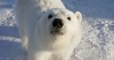 Sauvé par des chercheurs d'or, un ourson polaire orphelin leur a tenu compagnie pendant des mois 