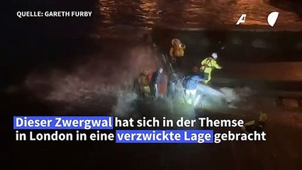 Helfer befreien jungen Wal in der Themse