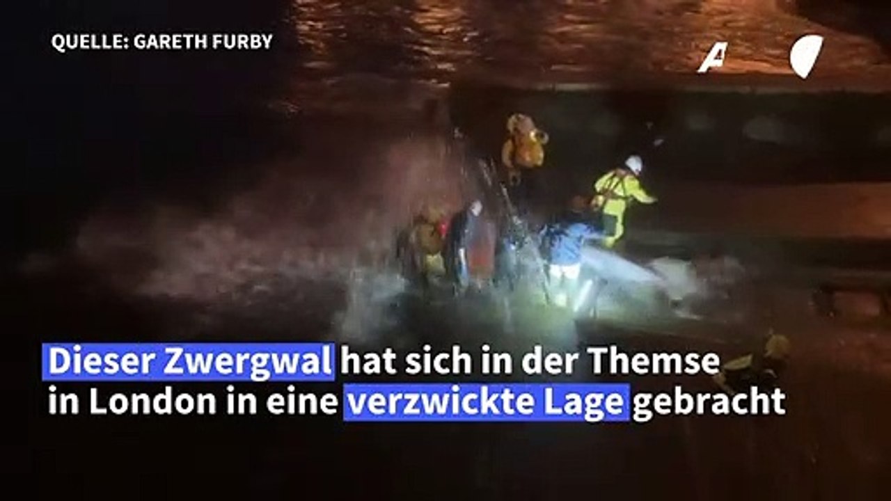 Helfer befreien jungen Wal in der Themse