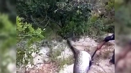 Anakonda başka bir anakondayı yedi!