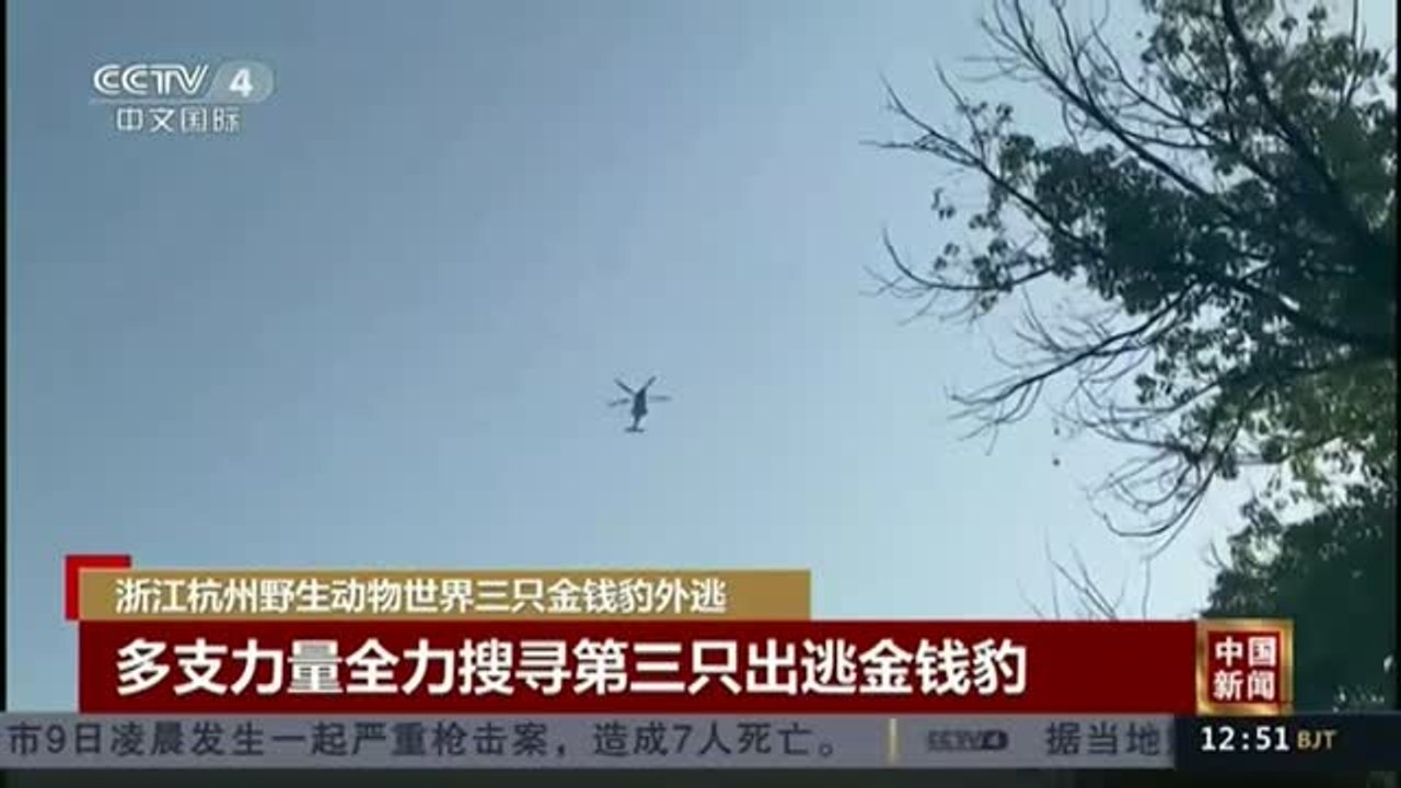 Un leopardo anda suelto en la ciudad china de Hangzhou.