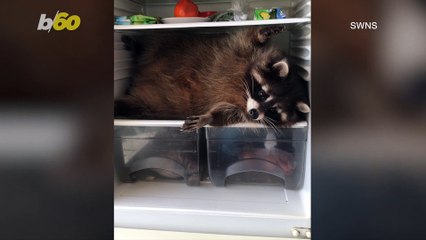 Homeowner Annoyed When Raccoon Ransacks Fridge!
