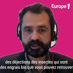 Video herunterladen: Ynsect, l'entreprise de farine d'insectes qui veut entrer au coeur de votre assiette