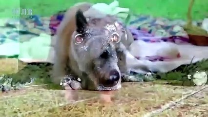 CONOCE TODO SOBRE LOS PERROS GERONTES | Mujer - Nex Panamá