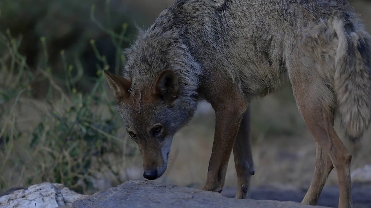 La ultima cacería de lobos