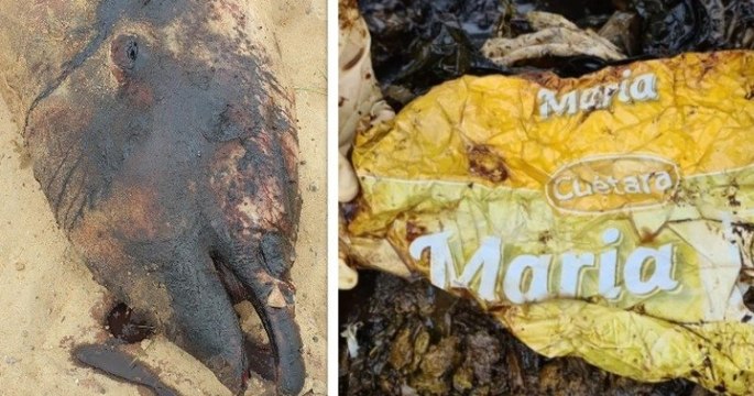Landes : une baleine a été retrouvée échouée sur une plage après avoir avalé 16 kg de plastique